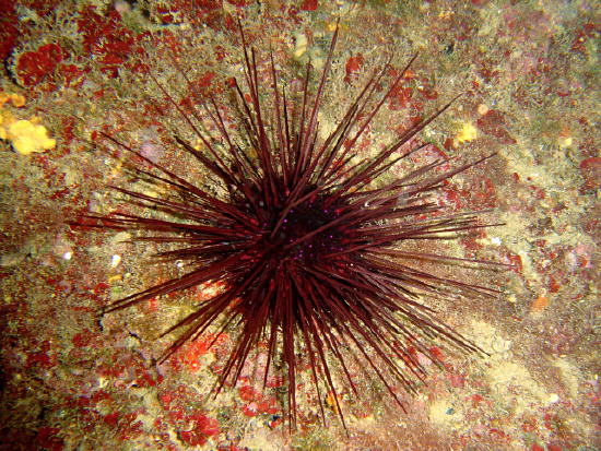  Centrostephanus longispinus (Needle-spined Sea Urchin)